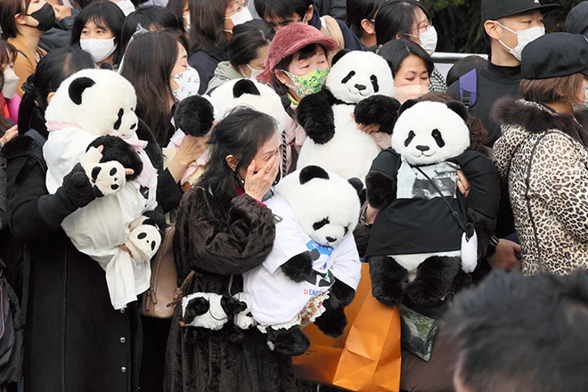 Japan Bids Emotional Farewell to Beloved Giant Pandas