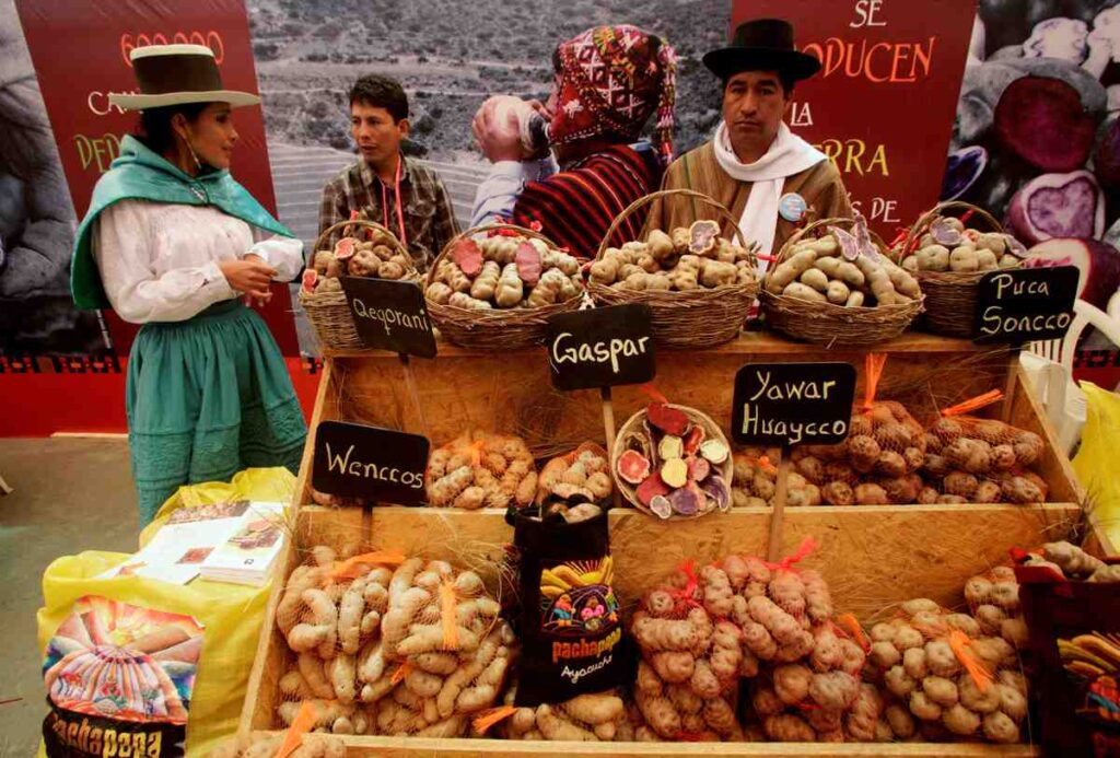 Evolutionary Origins of Potato Revealed