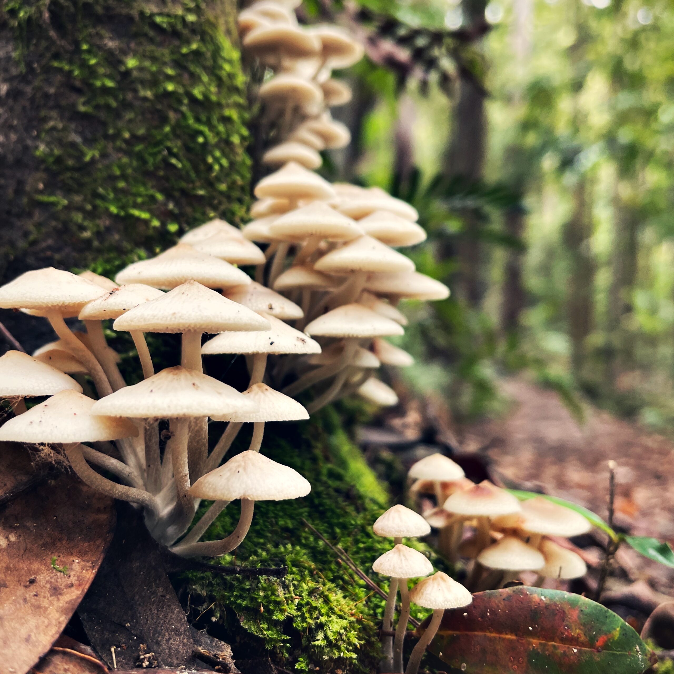 Do mushrooms have superpowers? Here’s what the science says
