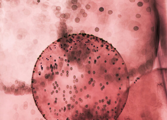 Do these common cough remedies actually work