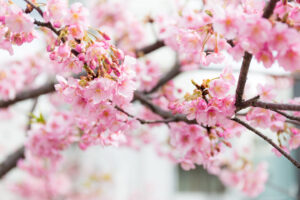 Kent's cherry tree blossom links to Japan