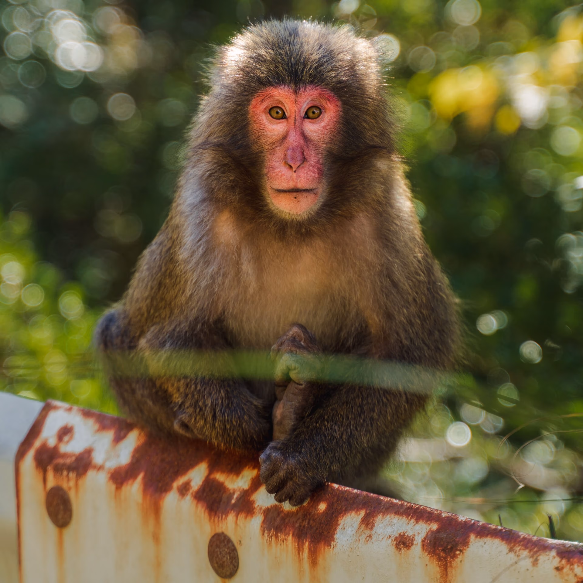 Gang of angry monkeys surrounds and attacks man in hot spring town