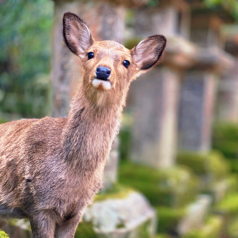 Herd of deer found in Japan's Southern Alps raising ecosystem concerns