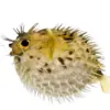 Picture of Paul (Poison Fish) Manjyu Woodman