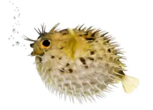 Paul (Poison Fish) Manjyu Woodman
