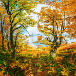 Top 10 Spots To See Japanese Leaves in Fall